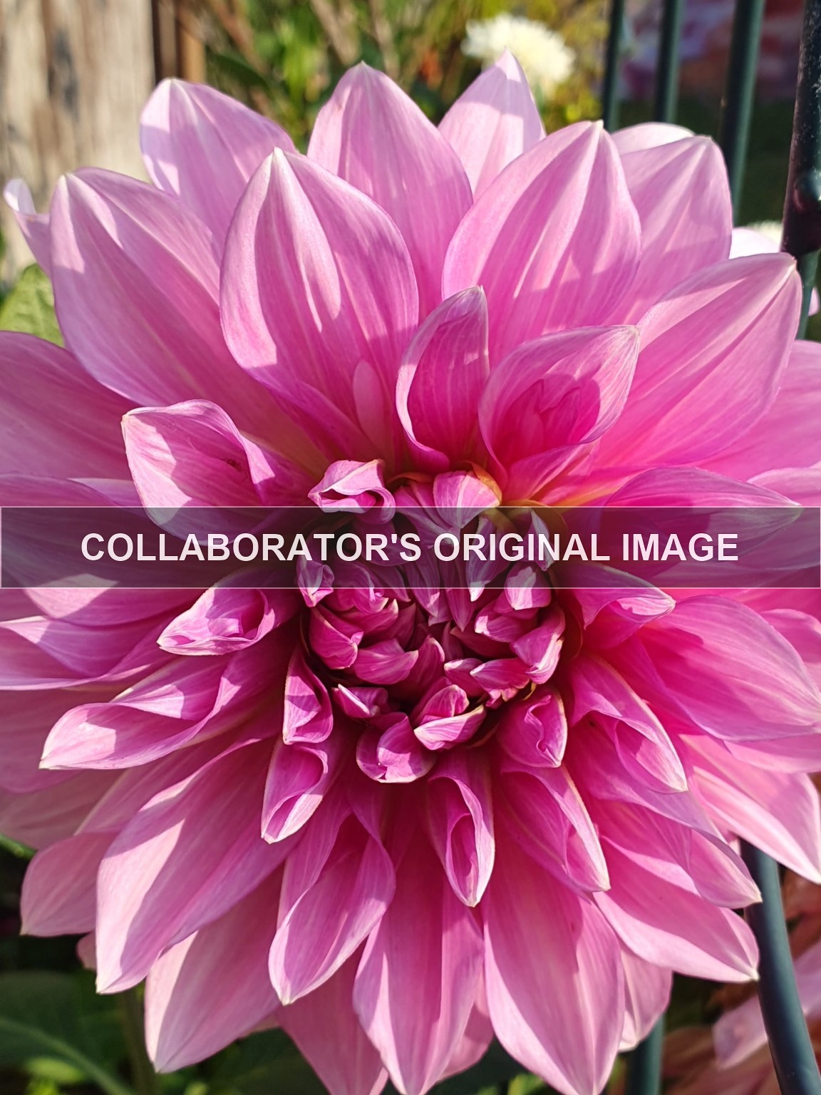A flower photograph